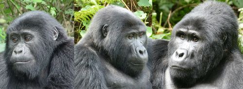 why-are-we-still-studying-gorillas-the-value-of-long-term-research-of