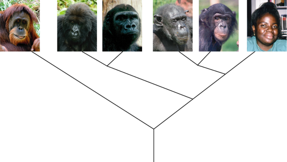 Genetic Makeup Of Humans And Chimps Mugeek Vidalondon