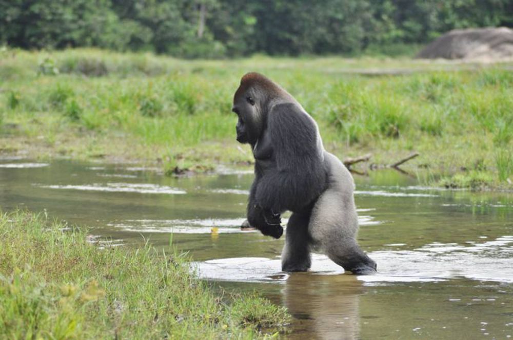 How do gorillas walk and can they walk upright? - Berggorilla