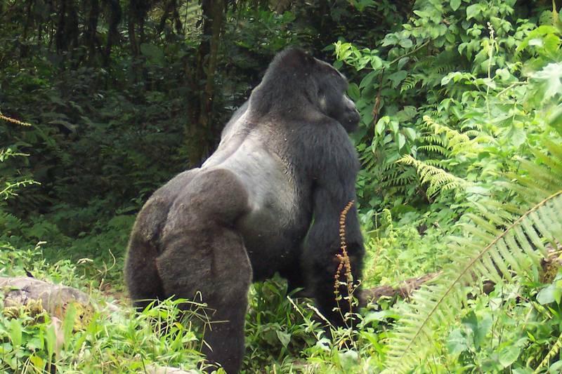 mountain gorilla predators